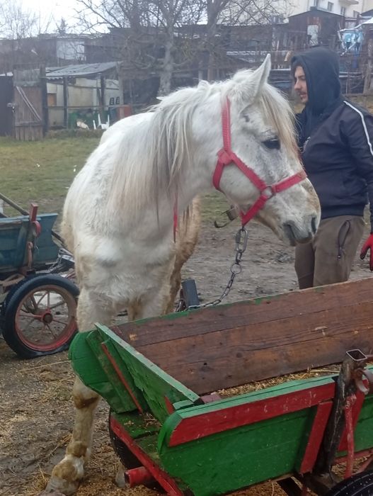 De vânzare armăsar cuminte și caruta