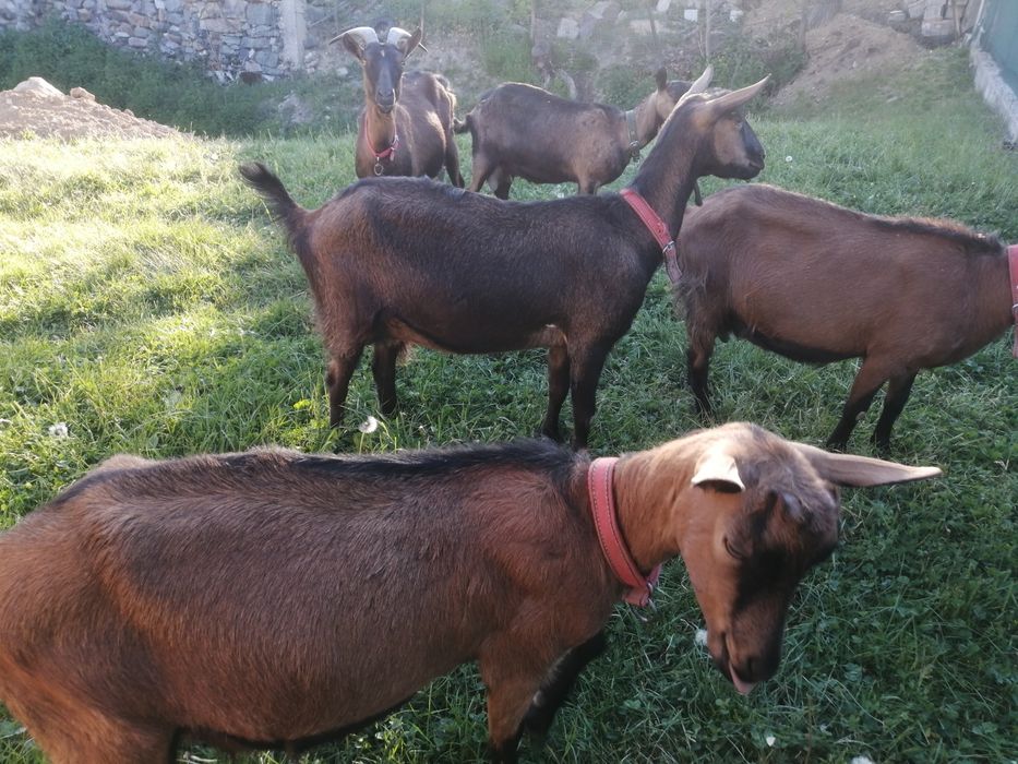 Capre alpine franceze