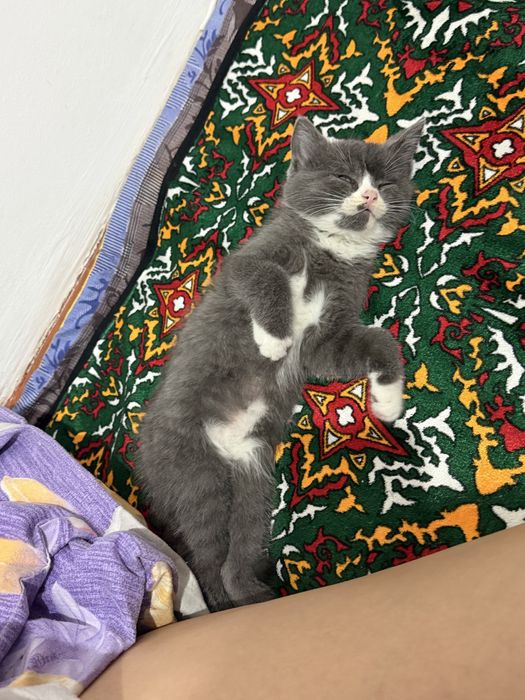 Котёнок продаю.