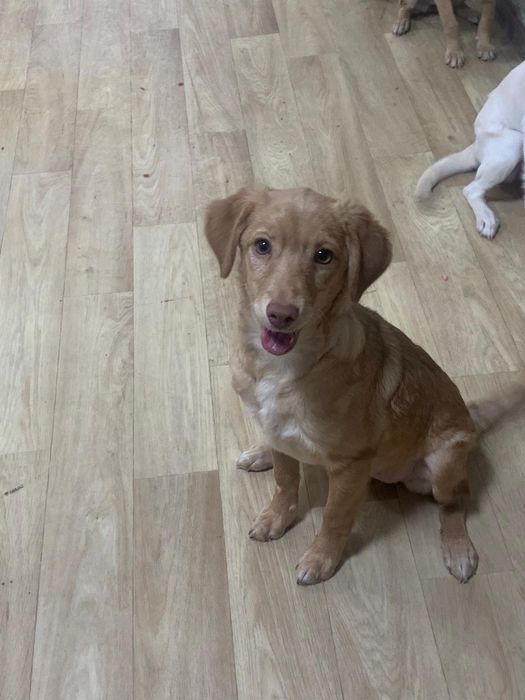 Щеночки звоночки