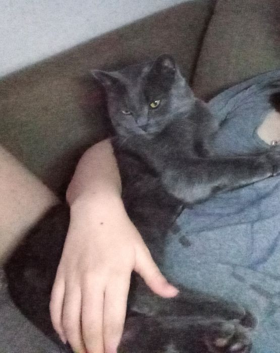 Молодой котик ищет новый дом