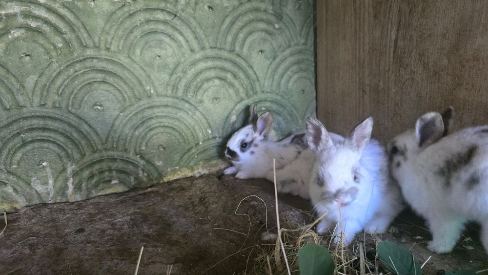 Vând iepuri rex vaccinați