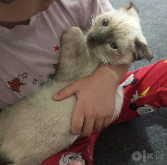 Siam      Mushuki