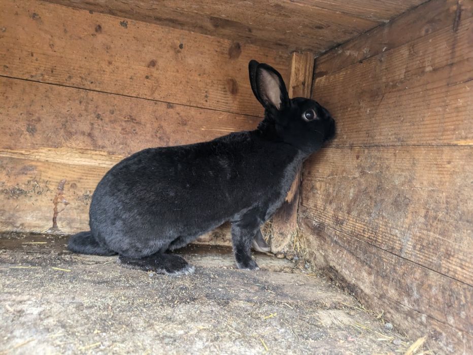 Vând iepure Rex pitic