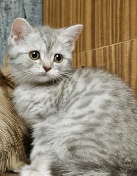 плюшевые малыши шотландцы