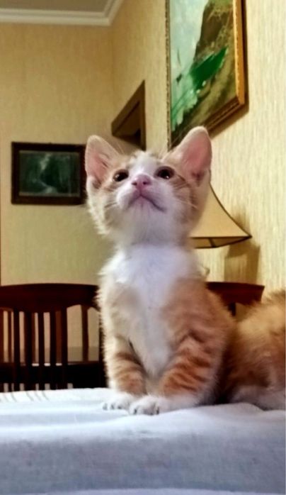Отдаем котят чистенькие