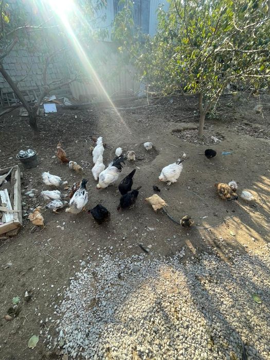 Үй тауықтары сатылады