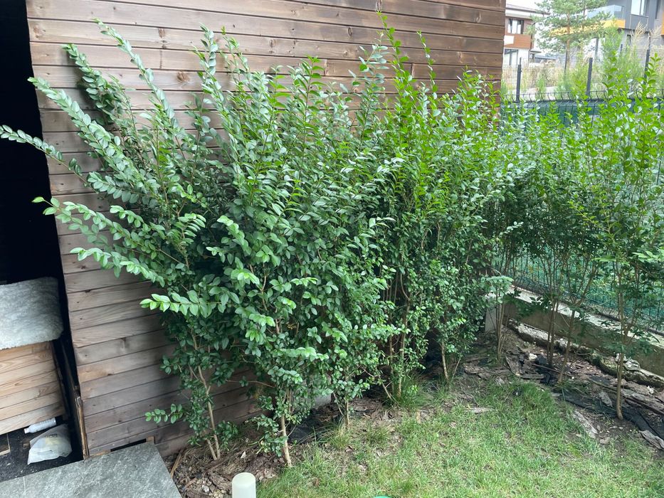 Продавам Лигуструм 500бр.