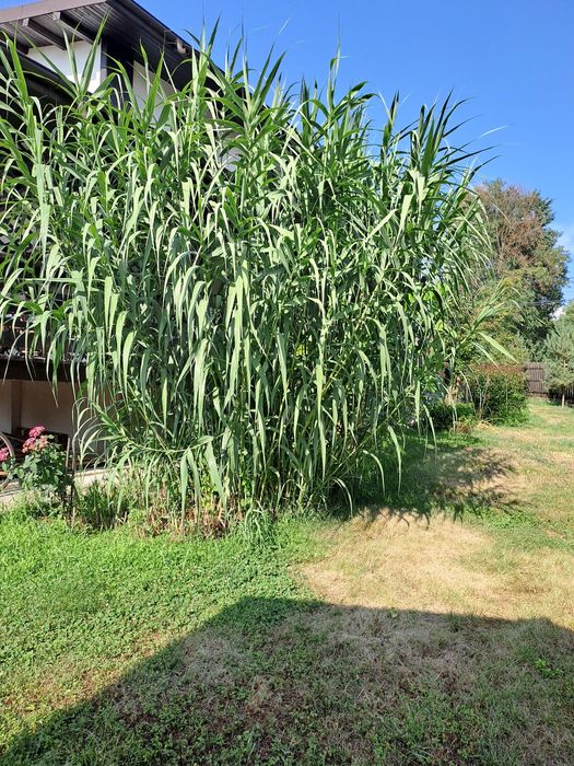 Vin butasi trestie uriașă