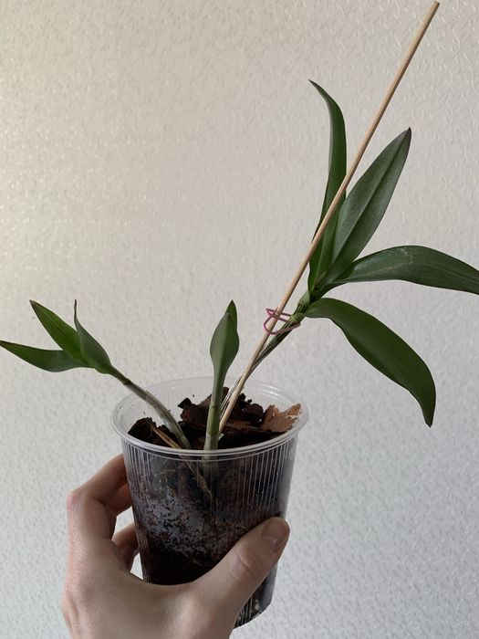 Орхидея Берри Ода