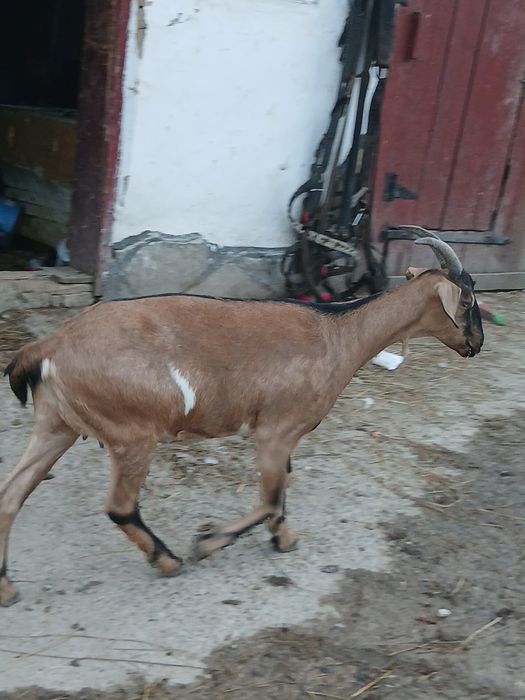 Vând iada anglonubian