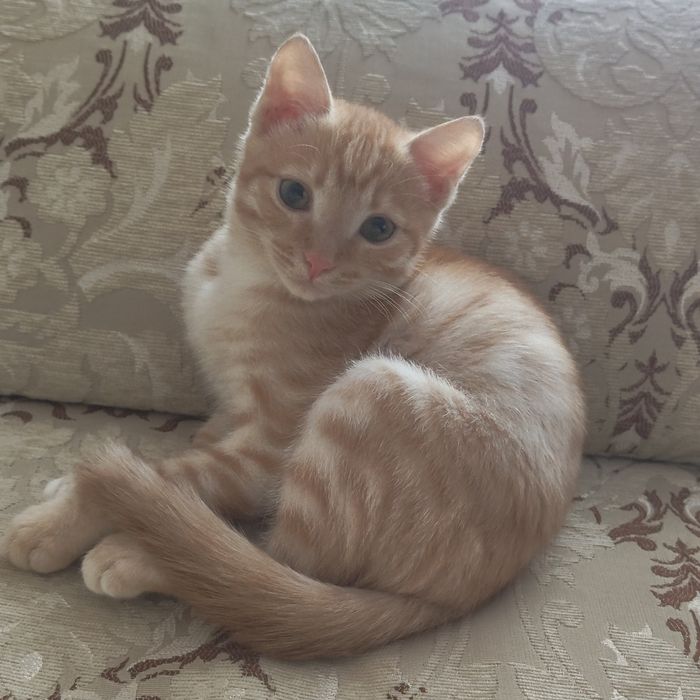 Котёнок 3 месяца