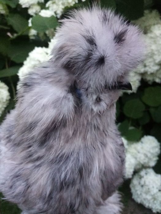 Американский шолк товуклари сотилади