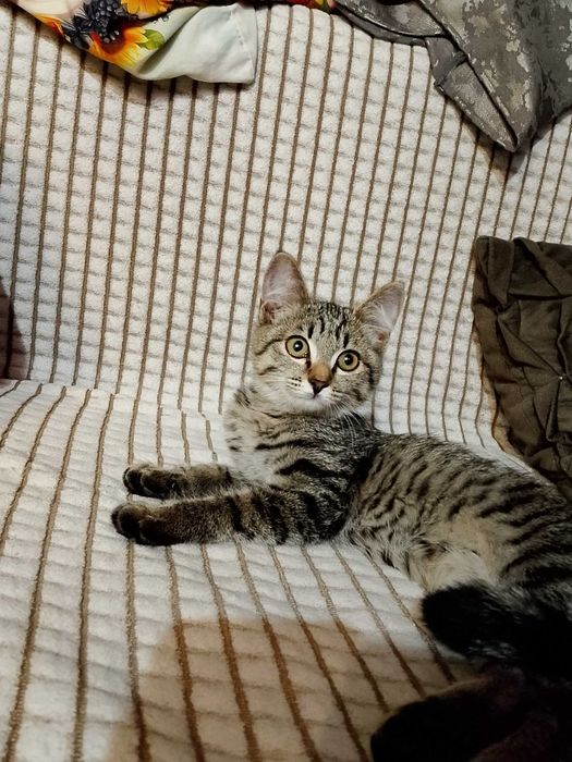 Отдам котенка девочка