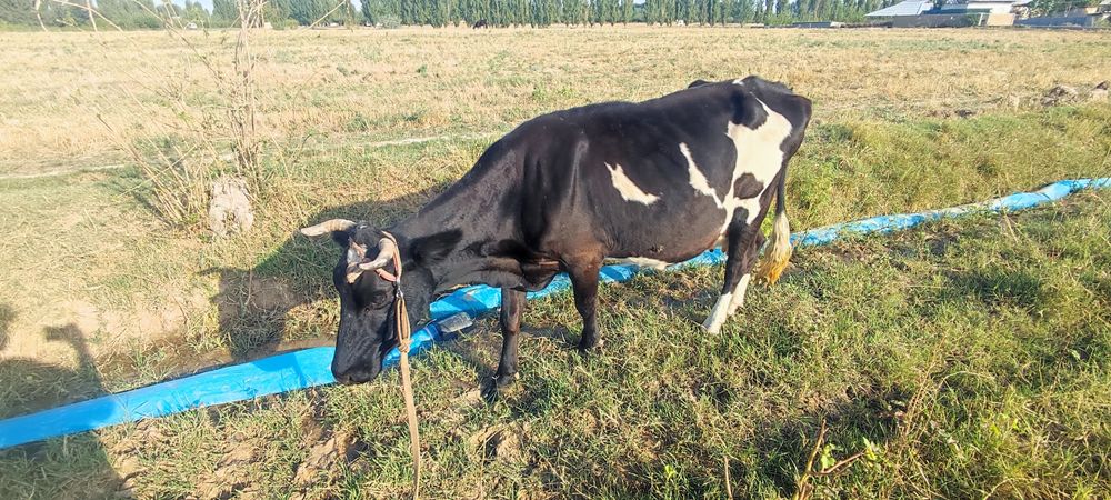 Эна бола мол Наманган вилояти чуст шахрида