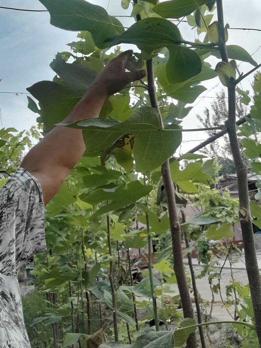 Landshaft uchun manzarali daraxt ko'chatlari