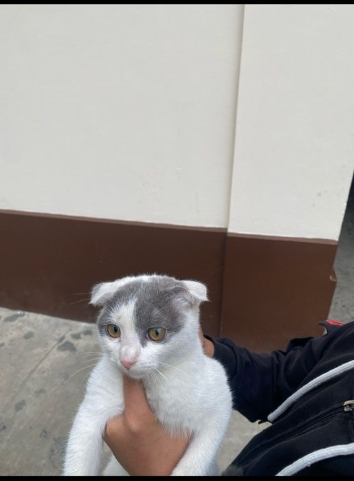 Кошка пародистаеа