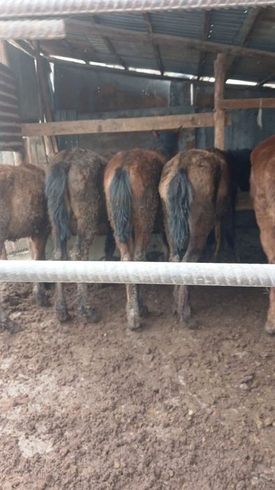 Продам срочно лошадей