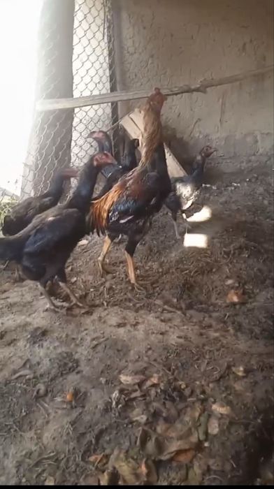 Dakan tovuq tuxumlari sotiladi.