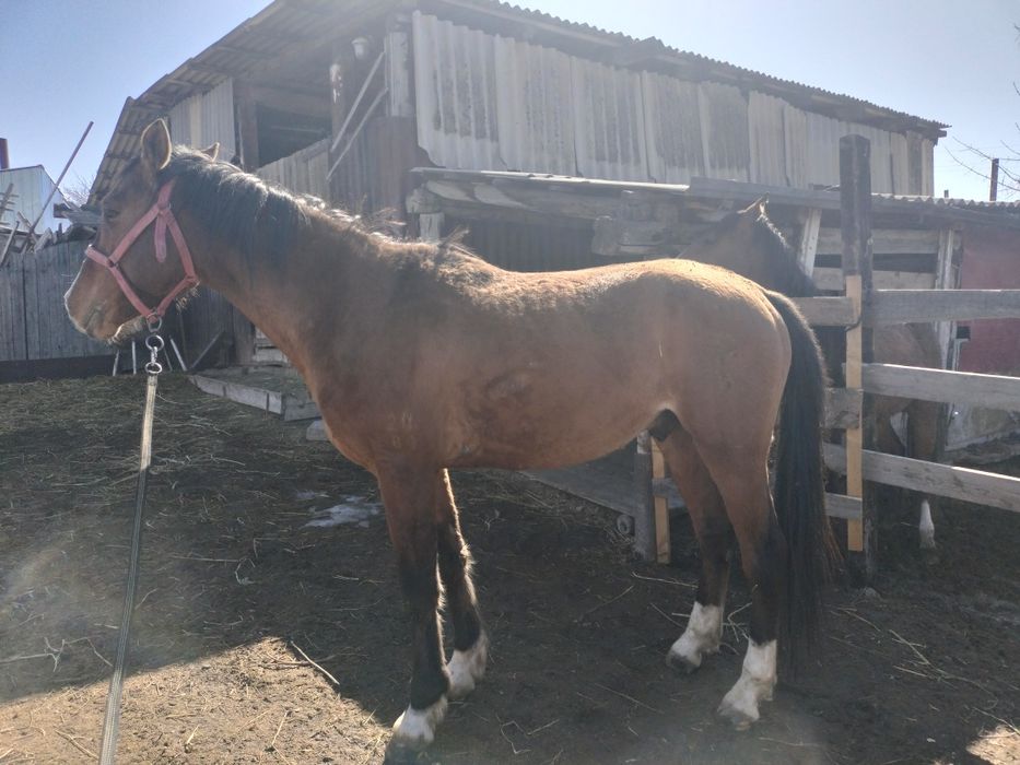 Айғыр сатам 6ж юрде жур