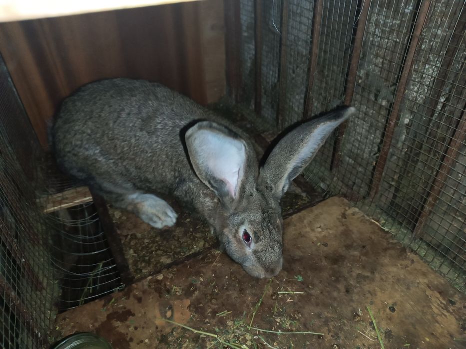 Velikan quyon samest 6-7 oylik