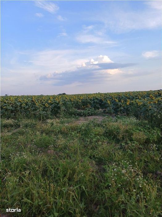 Otopeni-Str.Dr.Garii Balotesti-11.700mp-front 37ml-Ideal Investitie