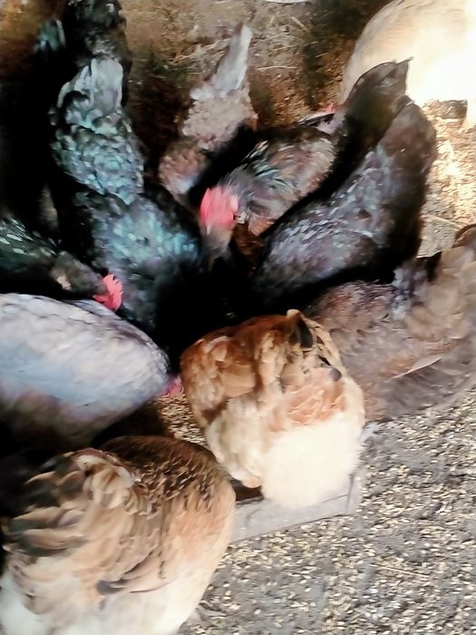 Продам домашних курей и петухов