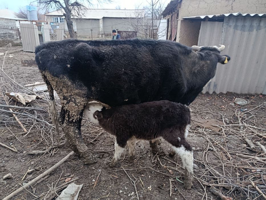 Бұзаулы сиыр 4ші тумасы