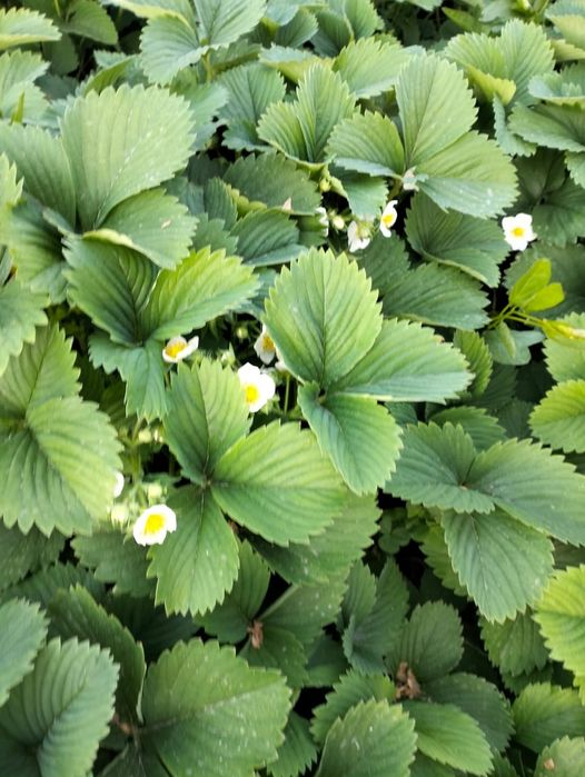 Саженцы клубники