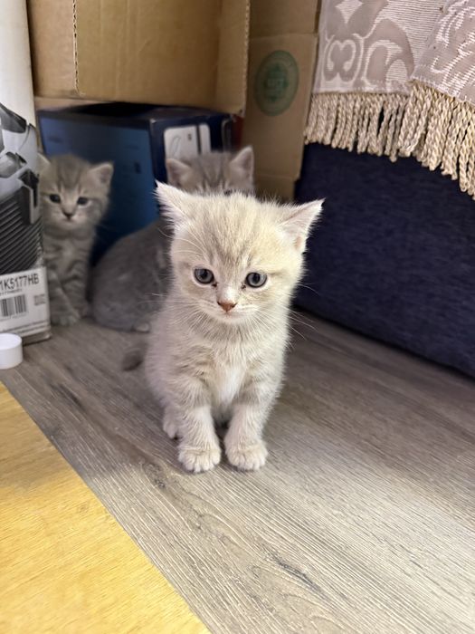 Котенок девочка чистая британка