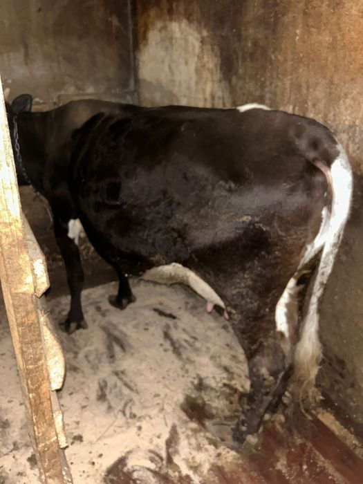 Vaca de ținut    bandă