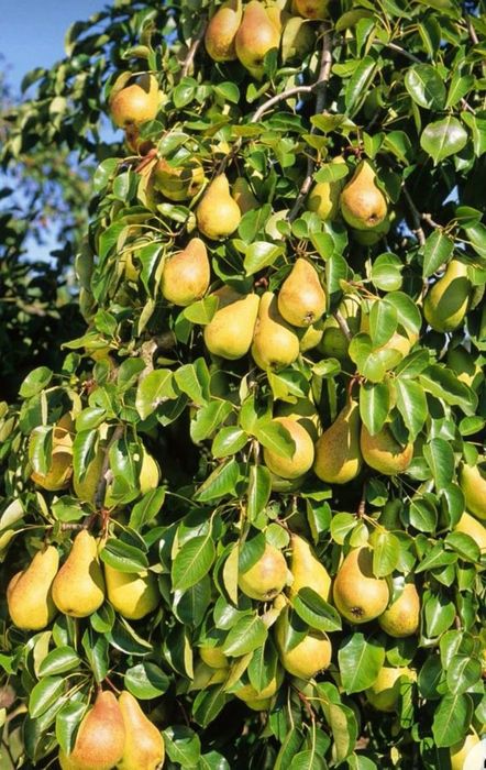 Vita de vie de masa, zmeura și Mure, diverse soiuri de pomi fructiferi