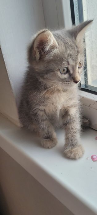 Отдам котенка в добрые руки