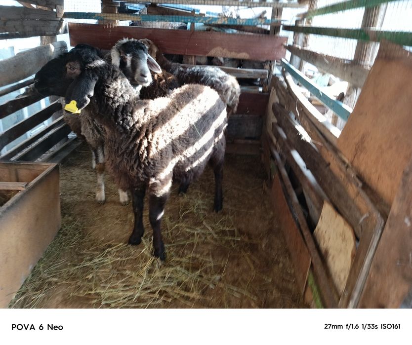 Койлар ургашы сатылады