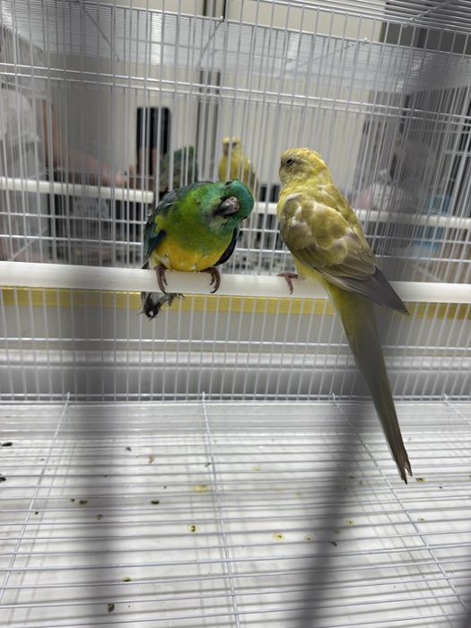 Певчий попугай молодые