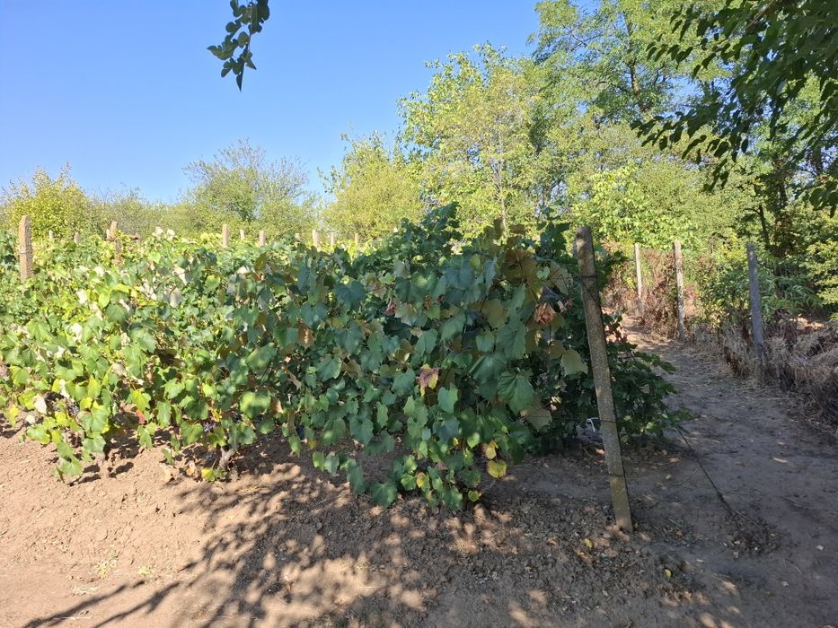 Продава се Парцел в с. Калипетрово, Област Силистра - 1194 кв.м за 15 €/кв.м - Снимка #9