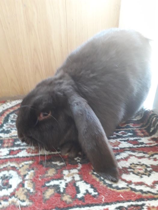 кролы фр бараны.