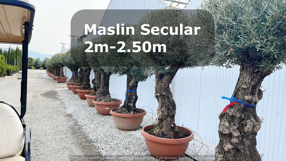 Măslini Seculari Ornamentali pentru Curți și Grădini Premium