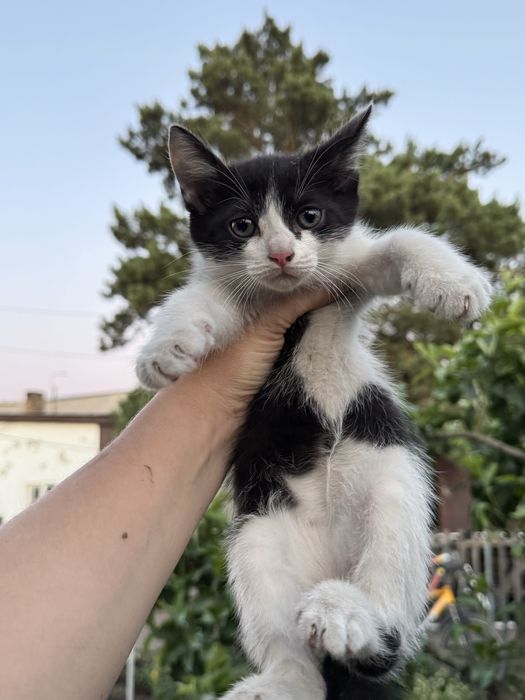 Дарю котят, 2 месяца