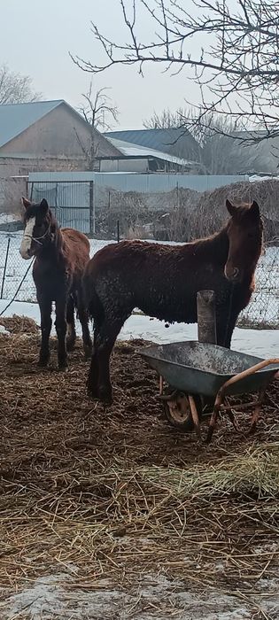 Продам ургашы жабагагылар