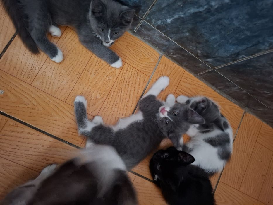 Большая компания весёлых котят !