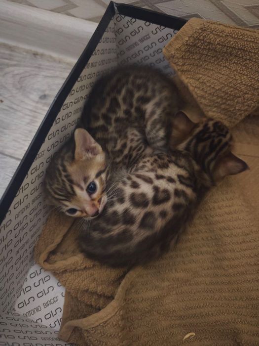 Бенгальские котята (Девочка)