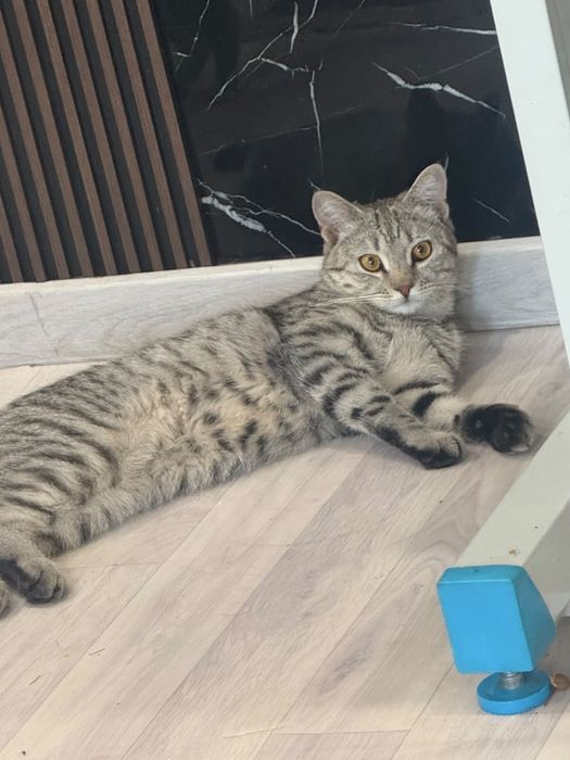 Кот вязка шатланский прямоухий
