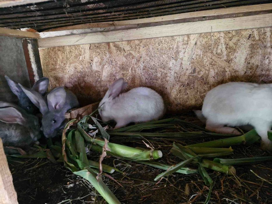 Disponibili Comuna Ighiu -Alba iulia