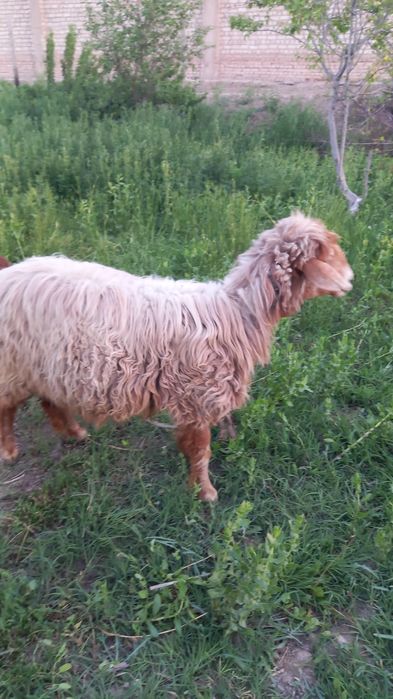 Qo'y qo'zisi bilan Sotiladi