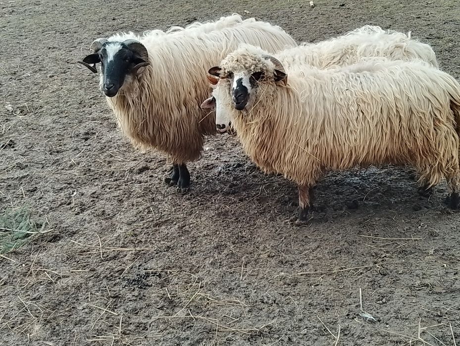 Berbec breaz 2 ani bun de tinut