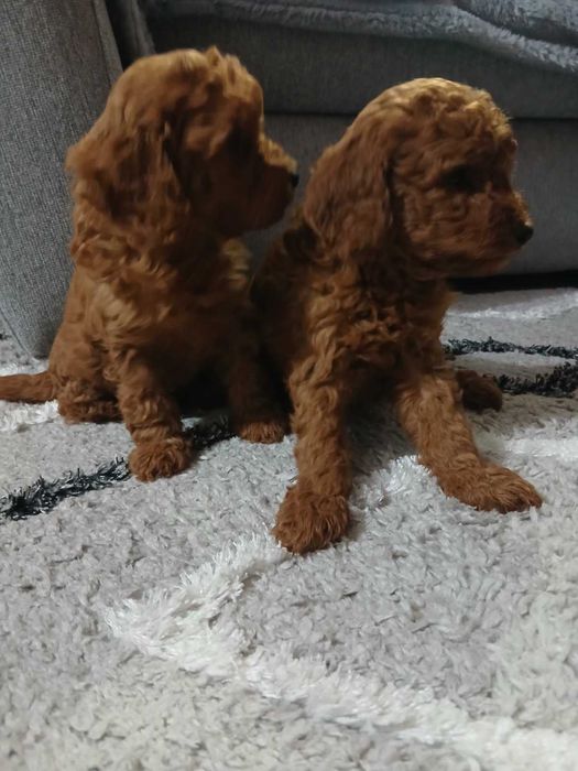 той пудели малки