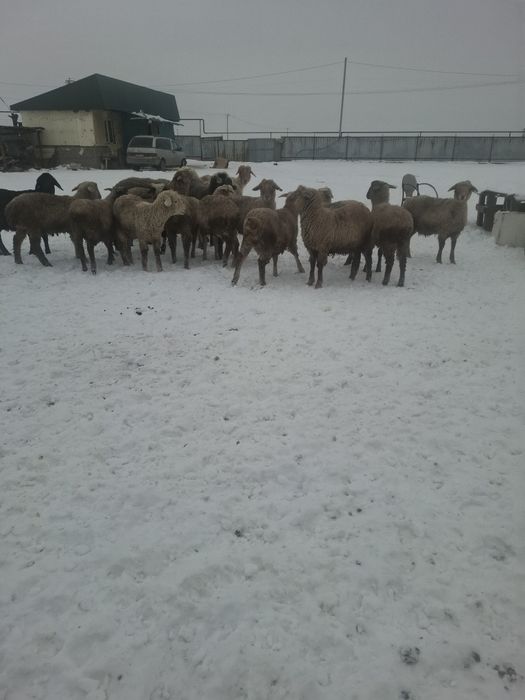 Бараны Кой баран обмен