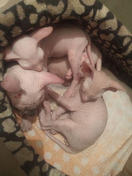 Продаётся канадский сфинкс