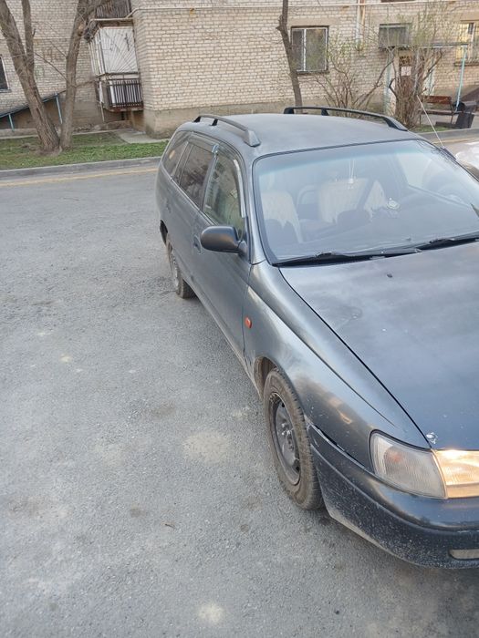 Таета карина дороло